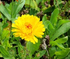 Calendula officinalis blossom