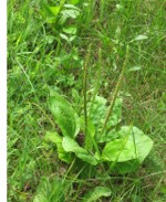 Plantain (Plantago major) leaves and seedheads