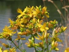 St. John's Wort (Hypericum perforatum) blossom tops